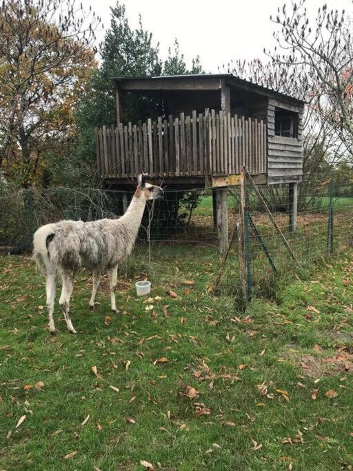 La Fermette Aux Lamas Savigny-Lévescault 外观 照片